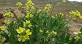 Sterigmostemum sulphureum